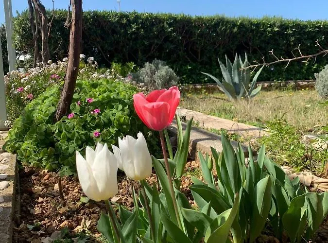 Apartments Simuni Apartamento