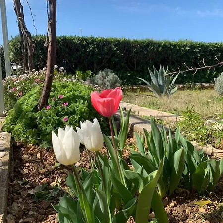 Apartments Simuni Appartamento